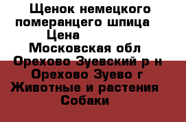 Щенок немецкого померанцего шпица  › Цена ­ 18 000 - Московская обл., Орехово-Зуевский р-н, Орехово-Зуево г. Животные и растения » Собаки   